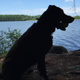 Illustration for article titled 39 *Scratchy Scratchy* Photos of Dogs